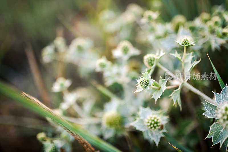 棘手的沙丘植物。海滨eryngium。Eryngium maritimum L